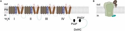 Diverse organization of voltage-gated calcium channels at presynaptic active zones